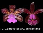 Cattleya Comets Tail 'Super Nice’ 4N × C. schilleriana  (3.5” Pot)