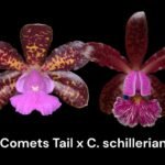 Cattleya Comets Tail 'Super Nice’ 4N × C. schilleriana  (3.5” Pot)