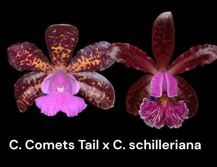 Cattleya Comets Tail 'Super Nice’ 4N × C. schilleriana  (3.5” Pot) - Image 1