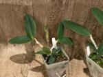 Cattleya Comets Tail 'Super Nice’ 4N × C. schilleriana  (3.5” Pot) - Image 4