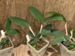 Cattleya Comets Tail 'Super Nice’ 4N × C. schilleriana  (3.5” Pot) - Image 5
