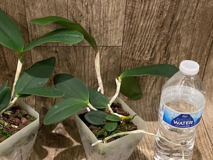 Cattleya Comets Tail 'Super Nice’ 4N × C. schilleriana  (3.5” Pot) - Image 6