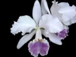 Fragrant Cattleya Suzanne Hye (mossiae x gaskelliana v. coerulea" (5" pot)