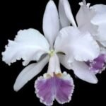 Fragrant Cattleya Suzanne Hye (mossiae x gaskelliana v. coerulea" (5" pot)