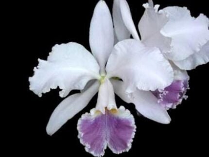 Fragrant Cattleya Suzanne Hye (mossiae x gaskelliana v. coerulea" (5" pot)
