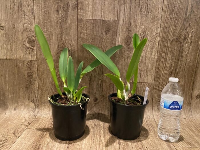 Fragrant Cattleya Suzanne Hye (mossiae x gaskelliana v. coerulea" (5" pot) - Image 2