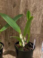 Fragrant Cattleya Suzanne Hye (mossiae x gaskelliana v. coerulea" (5" pot) - Image 5