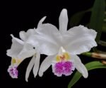 Fragrant Cattleya lueddemanniana var. semi-alba (5" pot)