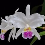 Fragrant Cattleya lueddemanniana var. semi-alba (5" pot)