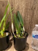 Fragrant Cattleya lueddemanniana var. semi-alba (5" pot) - Image 6