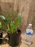 Fragrant Cattleya lueddemanniana ('Eve' x 'New Year') (5" pot) - Image 4