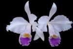 Fragrant Cattleya trianae v. coerulea x sib ('Kiss' x 'Blue') (5" pot)