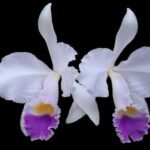 Fragrant Cattleya trianae v. coerulea x sib ('Kiss' x 'Blue') (5" pot)
