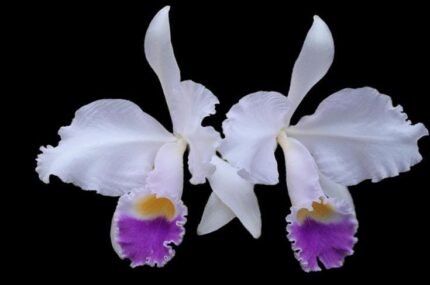 Fragrant Cattleya trianae v. coerulea x sib ('Kiss' x 'Blue') (5" pot)