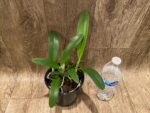Fragrant Cattleya trianae v. coerulea x sib ('Kiss' x 'Blue') (5" pot) - Image 3