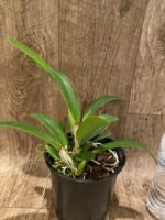 Fragrant Cattleya trianae v. coerulea x sib ('Kiss' x 'Blue') (5" pot) - Image 5