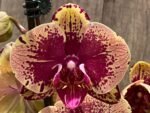 Double Spikes Phalaenopsis I-Hsin The Big Bang Spike 33” Tall (4.5" pot) - Image 3