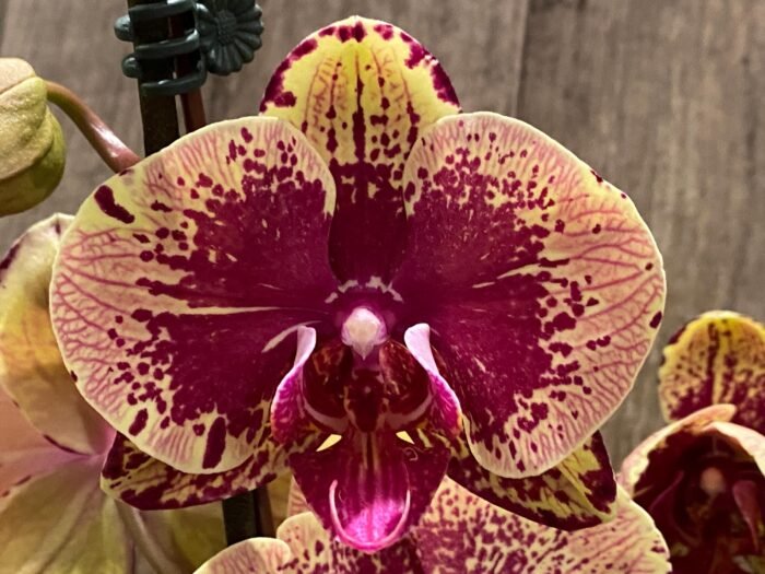 Double Spikes Phalaenopsis I-Hsin The Big Bang Spike 33” Tall (4.5" pot) - Image 3