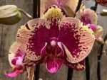Double Spikes Phalaenopsis I-Hsin The Big Bang Spike 33” Tall (4.5" pot) - Image 4