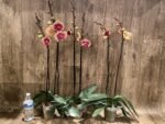Double Spikes Phalaenopsis I-Hsin The Big Bang Spike 33” Tall (4.5" pot) - Image 7