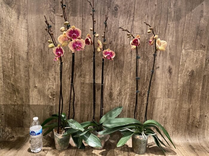 Double Spikes Phalaenopsis I-Hsin The Big Bang Spike 33” Tall (4.5" pot) - Image 7