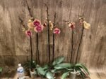 Double Spikes Phalaenopsis I-Hsin The Big Bang Spike 33” Tall (4.5" pot) - Image 8
