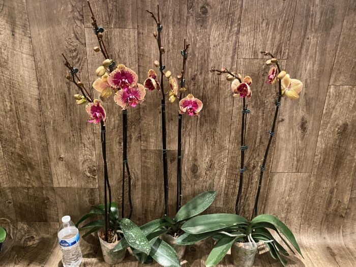 Double Spikes Phalaenopsis I-Hsin The Big Bang Spike 33” Tall (4.5" pot) - Image 8