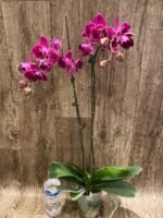 Double Spikes Phalaenopsis Peloric Spike 33” Tall (4.5" pot) - Image 5