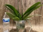 Double Spikes Phalaenopsis Peloric Spike 33” Tall (4.5" pot) - Image 6