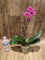 Multi Spikes - Multi Branches Phalaenopsis Dtps Queen Bear Huge Plant (4.5" pot) - Image 6