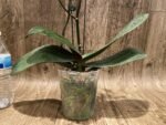 Multi Spikes - Multi Branches Phalaenopsis Dtps Queen Bear Huge Plant (4.5" pot) - Image 8