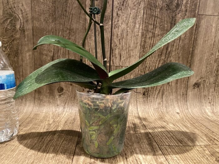 Multi  Spikes - Multi Branches Phalaenopsis Dtps Queen Bear Huge Plant (4.5" pot) - Image 8