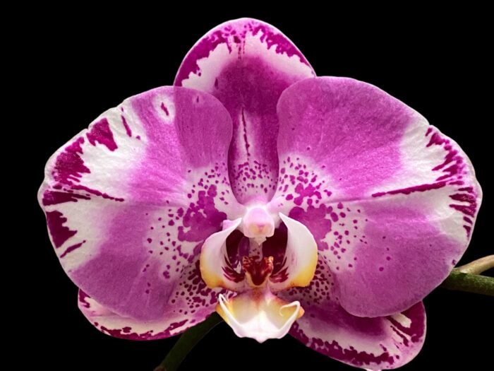 In Spikes Phalaenopsis Dtps. Yu Pin Lady (4.5" pot) - Image 1