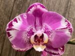 In Spikes Phalaenopsis Dtps. Yu Pin Lady (4.5" pot) - Image 3