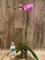 In Spikes Phalaenopsis Dtps. Yu Pin Lady (4.5" pot) - Image 6