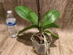 In Spikes Phalaenopsis Dtps. Yu Pin Lady (4.5" pot) - Image 8