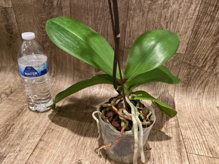 In Spikes Phalaenopsis Dtps. Yu Pin Lady (4.5" pot) - Image 8