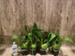 Tall Spike Odontocidium Wildcat ‘Golden Red Star’ Huge Plants (3.5” Pot) - Image 6
