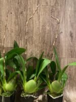 Tall Spike Odontocidium Wildcat ‘Golden Red Star’ Huge Plants (3.5” Pot) - Image 8