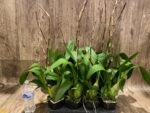 Tall Spike Odontocidium Wildcat ‘Golden Red Star’ Huge Plants (3.5” Pot) - Image 9