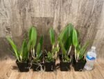 Cattleya Rlc. Golf Green 'Hair Pig' (C. Moscombe x Bl. digbyana) Multi-growths (3.5” Pot) - Image 3