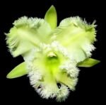 Cattleya Rlc. Golf Green 'Hair Pig' (C. Moscombe x Bl. digbyana) Multi-growths (3.5” Pot)