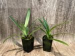 Paph. Henryanum 2 Growths (2” Pot) - Image 2