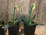 IN SPIKE - Paph. Delenatii var album (3.5” pot) - Image 5