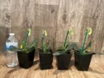 IN SPIKE - Paph. Delenatii var album (3.5” pot) - Image 7