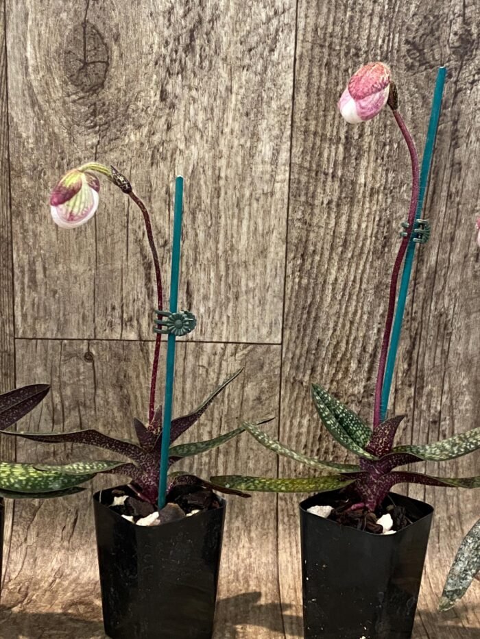 In Spike Paphiopedilum micranthum (2” pot) - Image 4