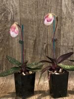 In Spike Paphiopedilum micranthum (2” pot) - Image 5