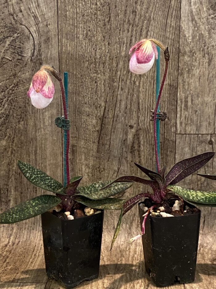 In Spike Paphiopedilum micranthum (2” pot) - Image 5