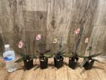 In Spike Paphiopedilum micranthum (2” pot) - Image 6