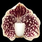 Paph. leucochilum 'Red' x sib (2” pot)
